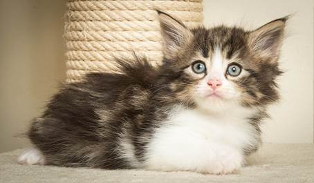 20140502_Y-kull_45_days_0052