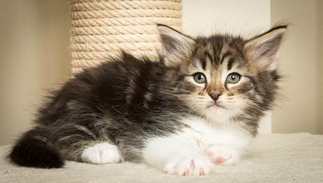 20140502_Y-kull_45_days_0065