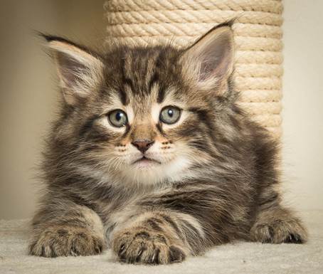 20140502_Y-kull_45_days_0083