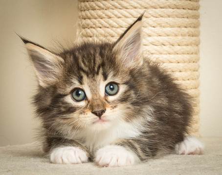 20140502_Y-kull_45_days_0102