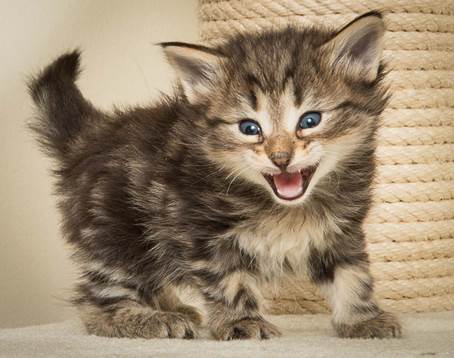 20140415_Y-kull_4_weeks_0003