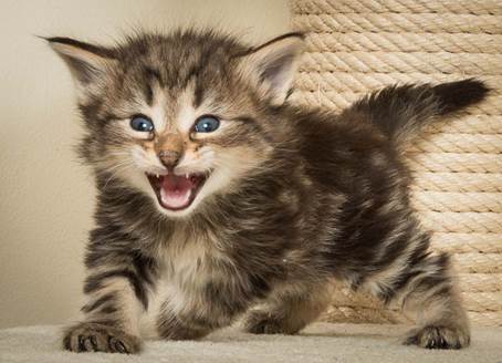 20140415_Y-kull_4_weeks_0008