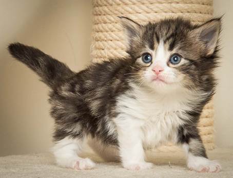 20140415_Y-kull_4_weeks_0031