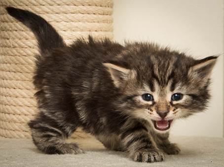 20140415_Y-kull_4_weeks_0052