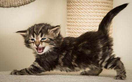 20140415_Y-kull_4_weeks_0051