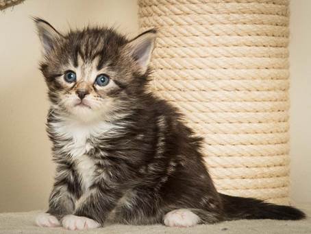 20140415_Y-kull_4_weeks_0060