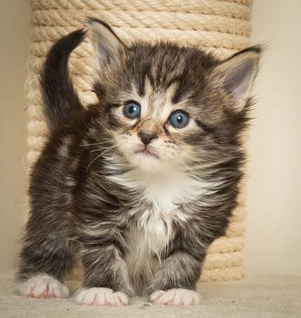 20140415_Y-kull_4_weeks_0066