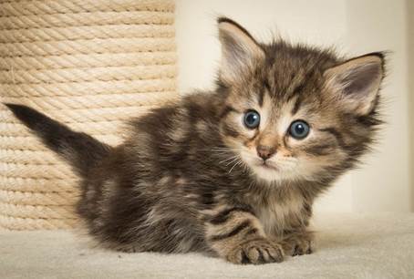 20140421_Y-kull_5_weeks_0001