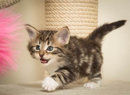 20140421_Y-kull_5_weeks_0033