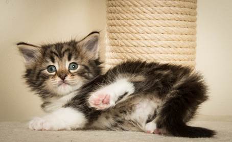 20140421_Y-kull_5_weeks_0052