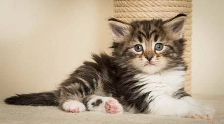 20140421_Y-kull_5_weeks_0053