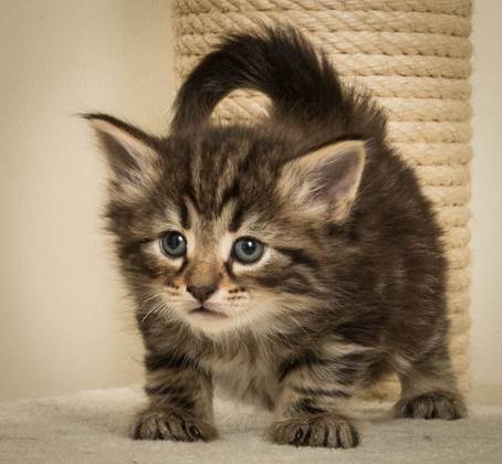 20140421_Y-kull_5_weeks_0057