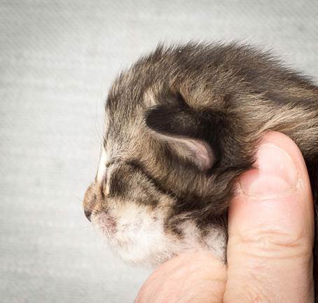 20140326_Y-kull_8_days_0013