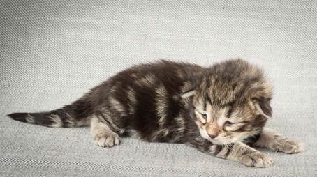 20140326_Y-kull_8_days_0016