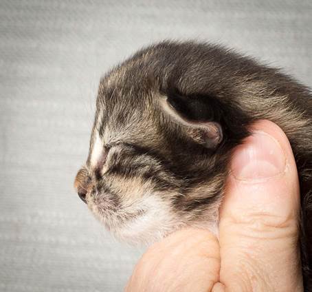 20140326_Y-kull_8_days_0023