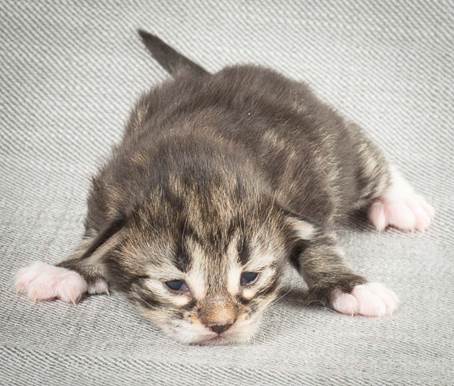 20140326_Y-kull_8_days_0018