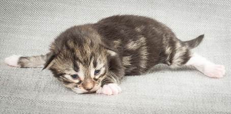 20140326_Y-kull_8_days_0025