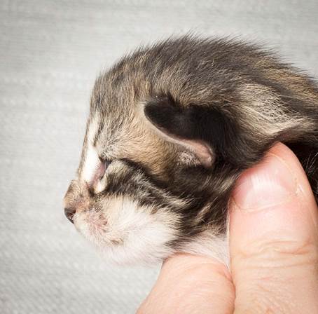 20140326_Y-kull_8_days_0031