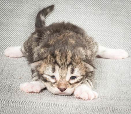 20140326_Y-kull_8_days_0027