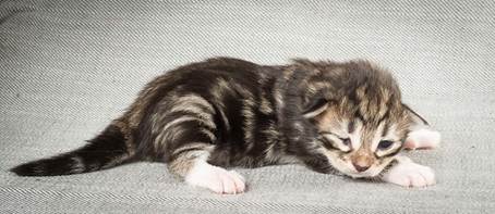 20140326_Y-kull_8_days_0033