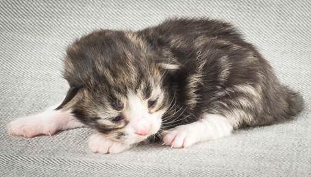 20140326_Y-kull_8_days_0040