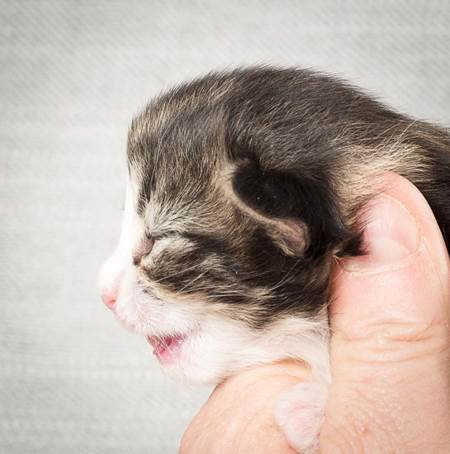 20140326_Y-kull_8_days_0038