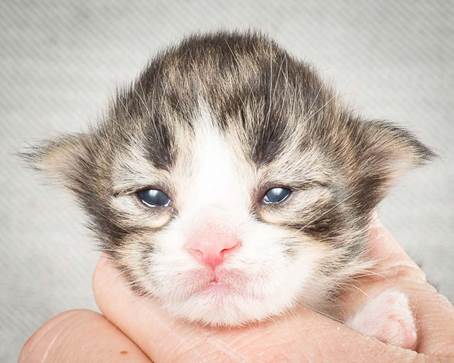 20140326_Y-kull_8_days_0037