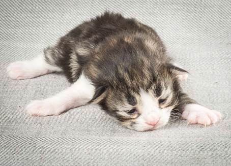 20140326_Y-kull_8_days_0035