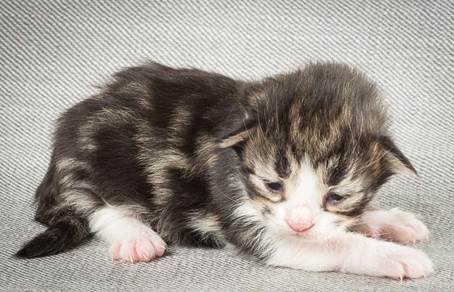 20140326_Y-kull_8_days_0041