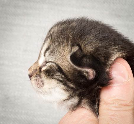 20140326_Y-kull_8_days_0047