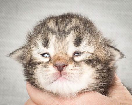 20140326_Y-kull_8_days_0046