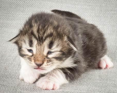 20140326_Y-kull_8_days_0044