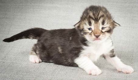 20140326_Y-kull_8_days_0049