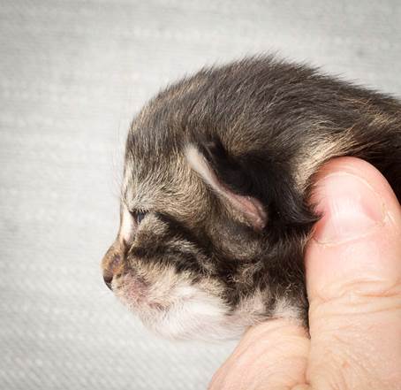 20140326_Y-kull_8_days_0054