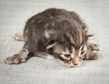 20140326_Y-kull_8_days_0051