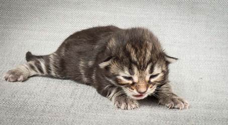 20140326_Y-kull_8_days_0057