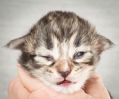 20140326_Y-kull_8_days_0061