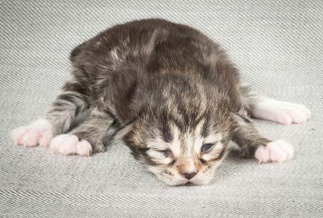 20140326_Y-kull_8_days_0058