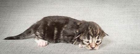 20140326_Y-kull_8_days_0065