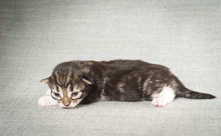 20140326_Y-kull_8_days_0071