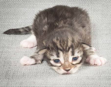 20140326_Y-kull_8_days_0067