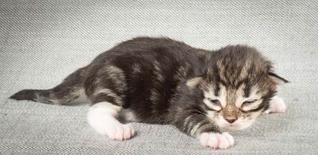 20140326_Y-kull_8_days_0072