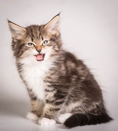 20140513_Y-kull_8_weeks_0029