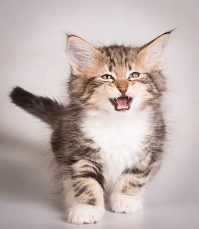 20140513_Y-kull_8_weeks_0035