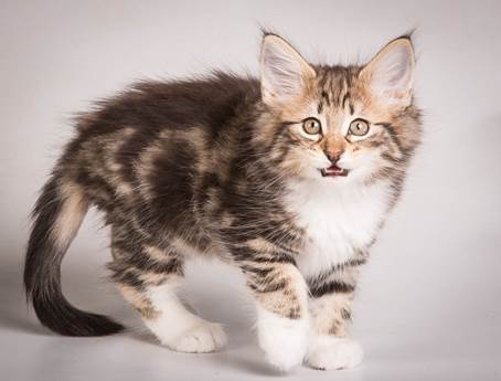 20140513_Y-kull_8_weeks_0043