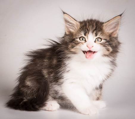 20140513_Y-kull_8_weeks_0058