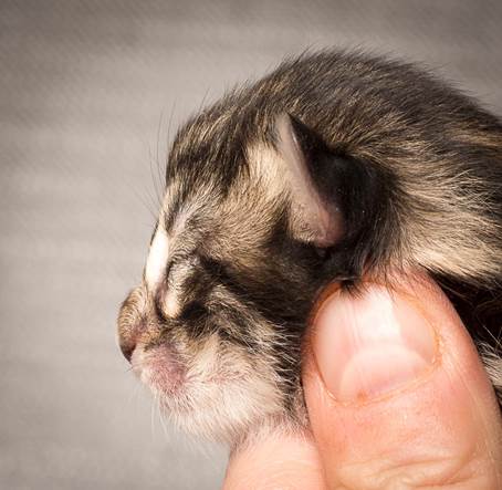 20140318_Y-kull_newborn_0006