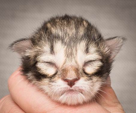 20140318_Y-kull_newborn_0004