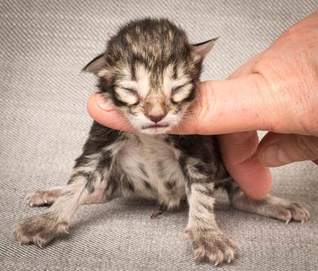 20140318_Y-kull_newborn_0003