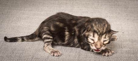 20140318_Y-kull_newborn_0009